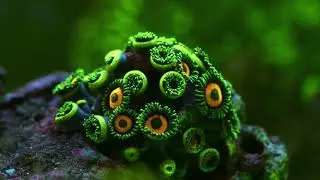 2017 - Zoanthids in time lapse 4K - Part 2
