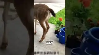 The Man Rescued A Baby Deer🤯 #short #rescue #baby #deer #love #facts