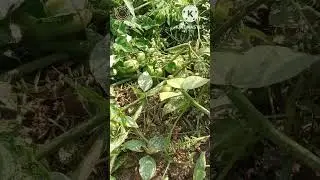 Vestige agri products use in spray|agri gold, moss, agri 82| #vestige #agrigold #shorts