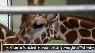 Ooh & Ahh over the new Colorado Springs baby Giraffe