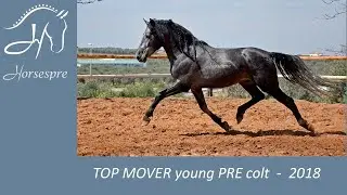💎 TOP MOVER Spanish Colt line Mar&iacute;n Garc&iacute;a
