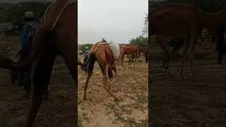 Camel Control: A Funny Struggle