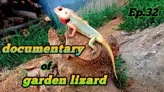 Documentary of Indian garden lizard oriental