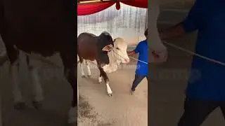 Watch the stunning Dark Brown and White Cow Arrive in Mandi 2026 🐂 #shorts #cow #cowmandi2026