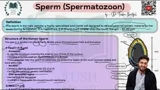 Sperm Anatomy - Easy notes and explanation 
