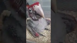 Green wing macaw,babies,5# & #6