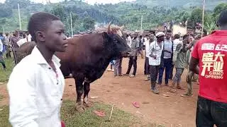 Bull fighting competition.Namisindwa Vs Bududa.
