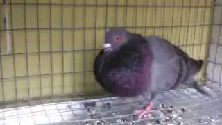 hijo de la cenisa de lidiel y el pagaduro