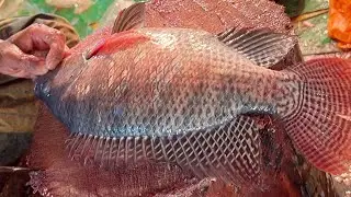 Popular Big Tilapia Fish Cutting Live In Fish Market Bangladesh | Fish Cutting Skills