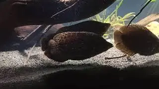 Leopard-Buschfisch/Ctenopoma acutirostre Gruppe