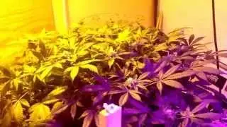 The 600hps and black Dog 700-U update