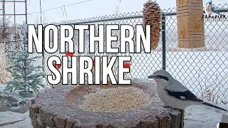 Northern Shrike