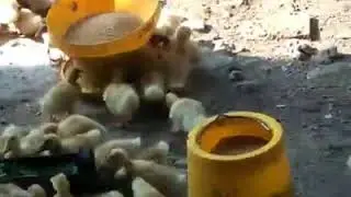 Bayi BEBEK lebih suka Azolla drpd pakan pabrikan