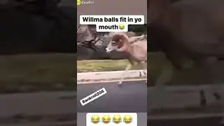 😂 Do you know Wilma #tiktok #twitter #facebook #instagram #reels