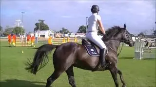 Yalambi's Cornetta - Castle Hill Show 2016