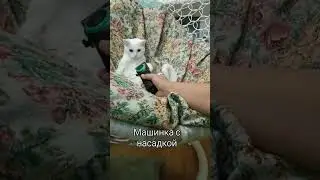 #art #music #anime #gaming #cat #видосыоткота #funny #веселыекоты #memes #прикольныекоты