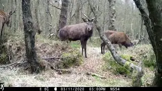 Red deer in North Yorkshire - trail camera