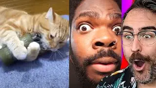 TikToks That Will Instantly Make Your Day Better