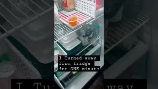 Kitten hiding in fridge. #shorts #cat #kitten #food #youtubeshorts #why #tasty #funnyvideo #cutecat