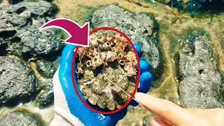 HORRIFIC TRUTH! Ocean Parasites Are DESTROYING Sea Turtles From the Inside Out #BarnacleRemoval