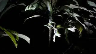 Praying Mantis preying on frog in Madagascar