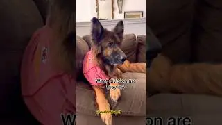 Derek&rsquo;s Football Weekend😂 #derek #germanshepheard #youtubeshorts #dog #shorts