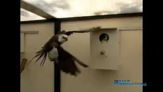 Parkieten - Parakeets - Melopsittacus undulatus_200 fps Slow motion
