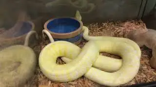 Albino & Sunglow Carpet Pythons