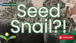 Trying the Seed Snail Method for the First Time | Spring Garden Prep 🌸