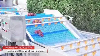 Automatic Fresh Grape Fruits Washing Air Drying Line