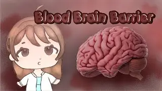 What protects your brain?