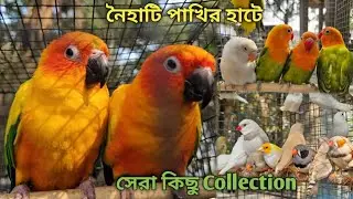 Naihati Pet Market 💥|🔥 Recent Bird Price Update | Premium Quality Love Bird, Cockatiel Etc.🤯