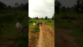 Bakra palan
