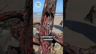Корабельные черви: морские существа, питающиеся древесиной