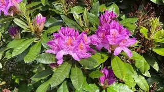 Rhododendron 'Lee's Dark Purple' - leaves & flowers - May 2025
