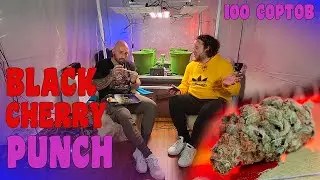 Пробуем BLACK CHERRY PUNCH в ГРОУРУМЕ. Готовимся к грову, уходим на Sober October