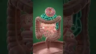 What happens in your body when you eat a donut?  #humanbody #humanhealth #biology