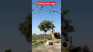 Hunting birds eggs #hunting #birds #eggs #farming #hunter