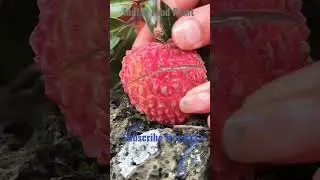 Litchi Fruits satisfying#How To Cut Lychee ! Fresh Fruit Cutting In My Farm#rakshakirasoi#shorts