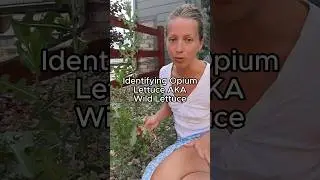 Identifying Wild Lettuce species #herbal #herbalmedicine #foraging #naturalmedicine