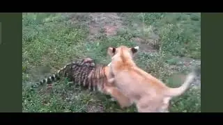chotu tiger vs chotu lion 🦁