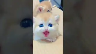 #kitten#viralshort#youtubeshorts #kitten #cats #viralcat#caticko #viralvideo #viralshort #viralcaute