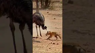 #ostrich #fox #
