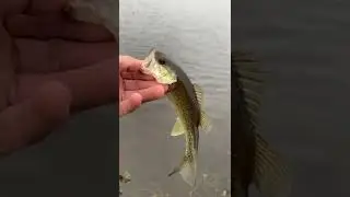The Twitchbait strikes again!!!