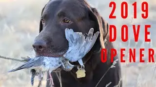 2019 DOVE HUNT OPENER (A400 EXTREME PLUS)