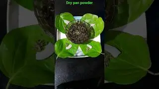 Dry paan powder|stored for long time #paan #storable #betelnut #leaf #digestive#yummy