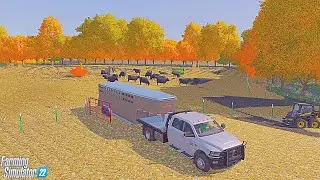Beef cattle grazing corn stalks - American dairy farm - FS22