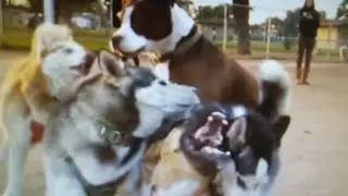 Owners Prevent Massive Dogfight At Dog Park
