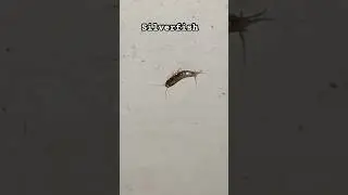 Shiny grey silverfish #insects #nature