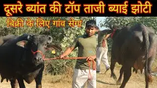 दूसरे ब्यांत की ताजी ब्याई खास मुर्राह झोटी गांव सेगा 
